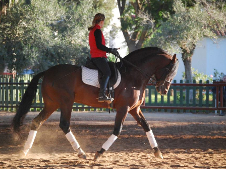 Classical Dressage in Seville